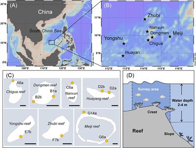 Disturbance-Mediated Changes in Coral Reef Habitat Provoke a Positive Feeding Response in a Major Coral Reef Detritivore, Ctenochaetus striatus